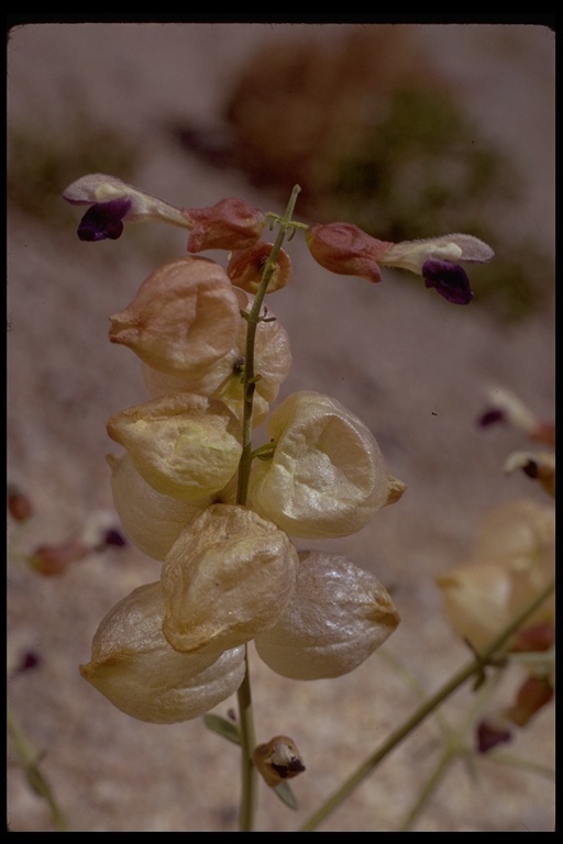 Imagem de Scutellaria mexicana (Torr.) A. J. Paton