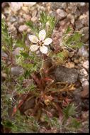 Image of Great Basin langloisia