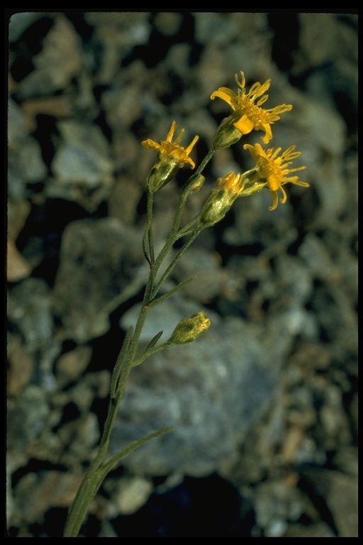 Image of San Joaquin snakeweed