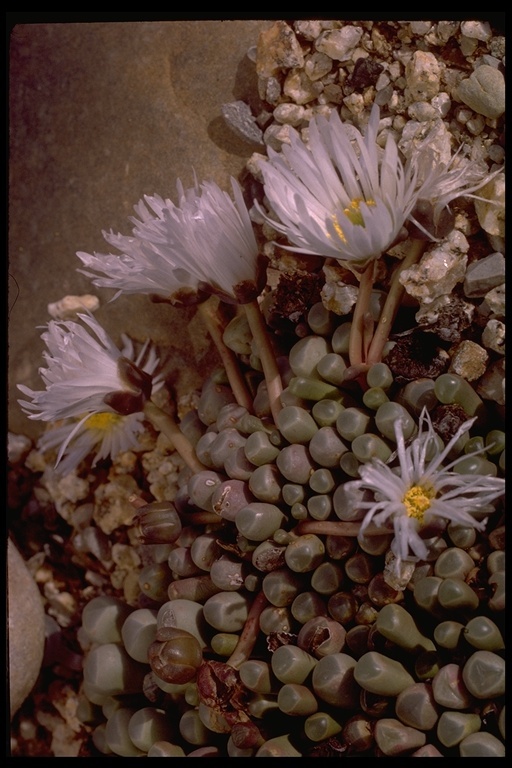 Image de Fenestraria rhopalophylla (Schltr. & Diels) N. E. Br.