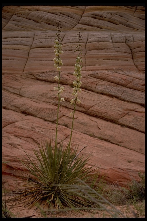 Image of narrowleaf yucca