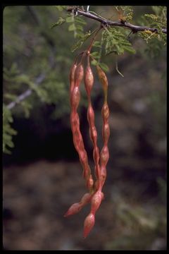 Image of Torrey mesquite