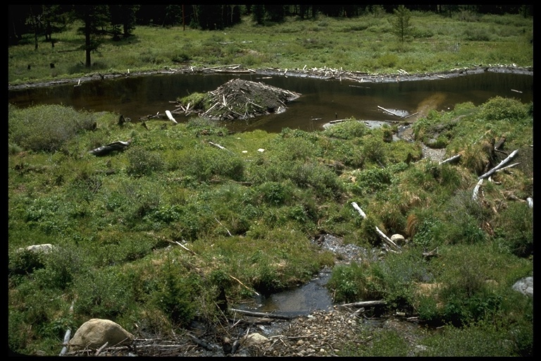 Image of American Beaver