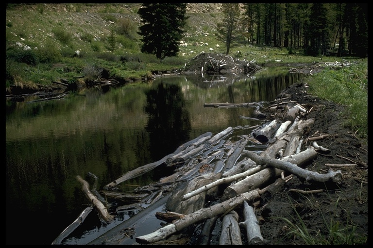 Image of American Beaver