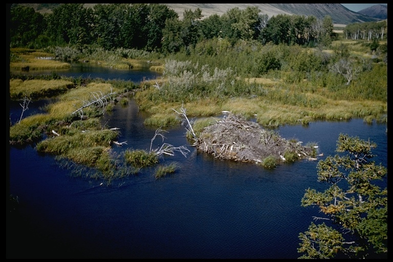 Image of American Beaver