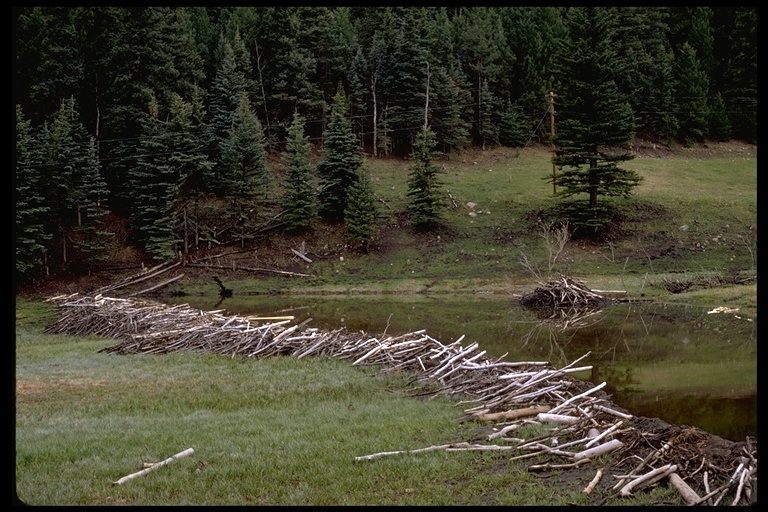 Image of American Beaver