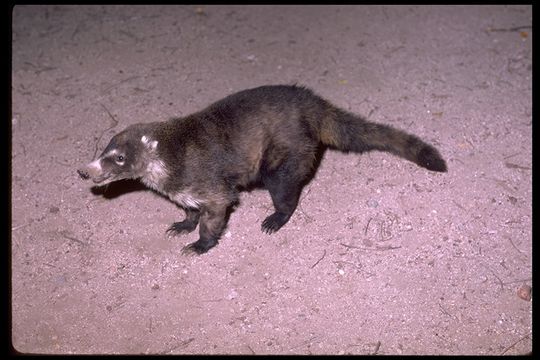 Image of Coatimundi