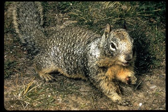 Image of California ground squirrel