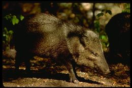 Image of collared peccary