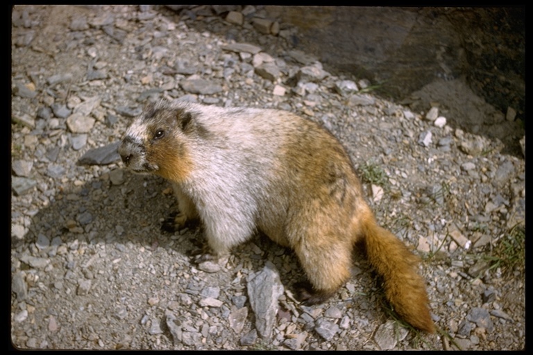 Image of Hoary Marmot