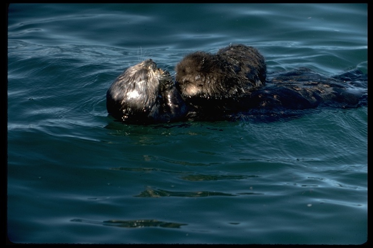 Image of Sea Otter