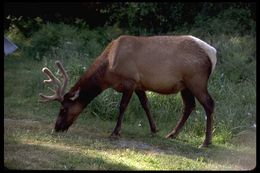 Image of <i>Cervus canadensis</i>