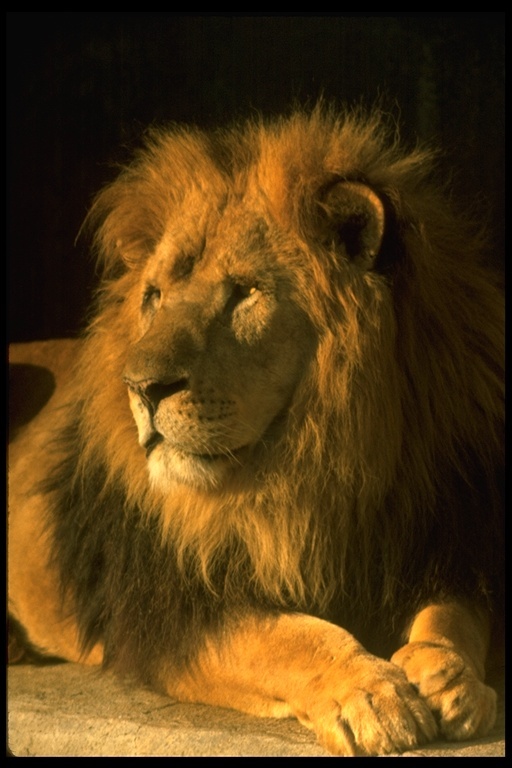 Imagem de leão
