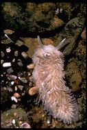 Image of Grey sea slug