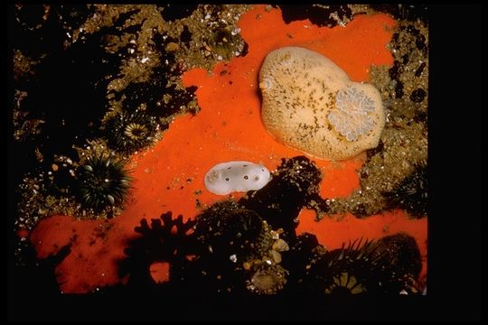 Plancia ëd Peltodoris nobilis (MacFarland 1905)