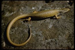 Image of northern alligator lizard