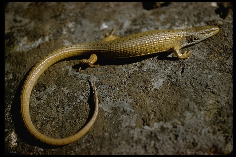 Image of northern alligator lizard