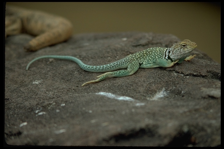 Image of Eastern Collared Lizard