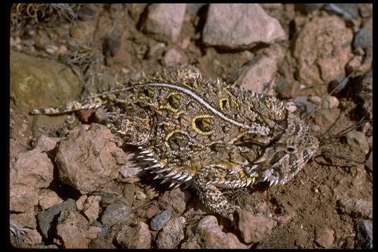 Image de Phrynosoma cornutum (Harlan 1824)