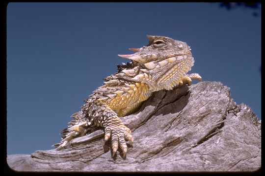 Image of Blainville Horned Lizard