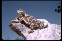 Imagem de Phrynosoma coronatum (Blainville 1835)