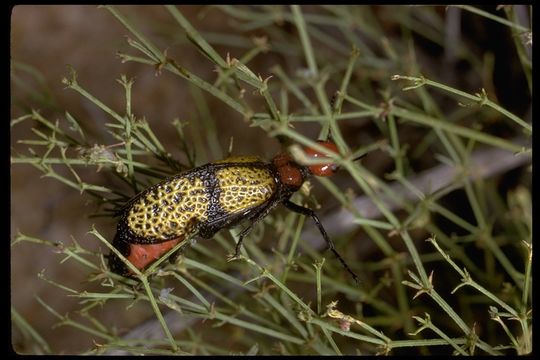 Слика од Tegrodera latecincta Horn 1891