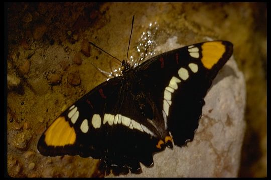 Imagem de <i>Adelpha californica</i>