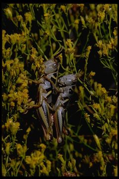 Image of Barytettix humphreysii cochisei Gurney 1951