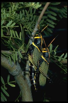 Image of Horse Lubber