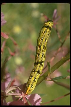 Image of White-lined Sphinx