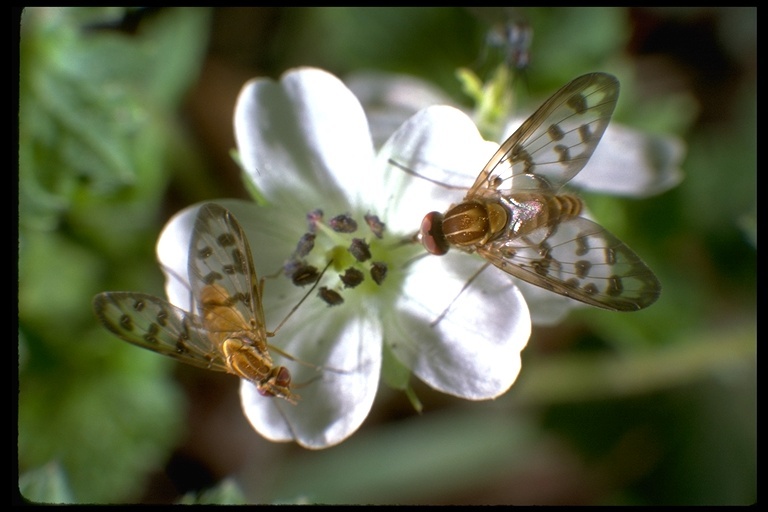 Imagem de Dolichopodidae