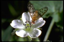 Image de Dolichopodidae