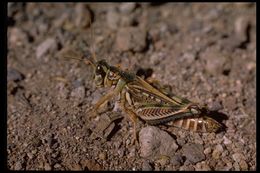 Image of Melanoplus regalis (Dodge & G. M. 1876)