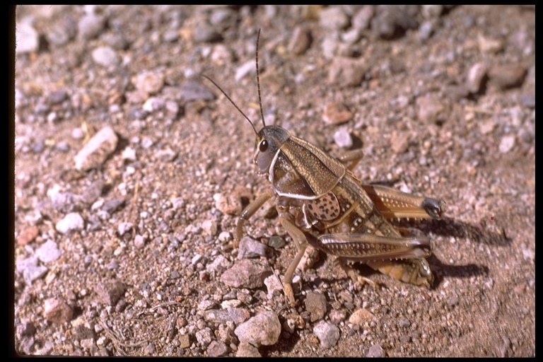 Image de Brachystola magna (Girard & C. 1854)