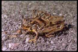 Image of Plains Lubber Grasshopper