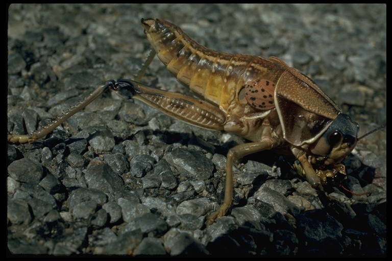 Image de Brachystola magna (Girard & C. 1854)