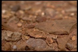 Imagem de Cibolacris parviceps (Walker & F. 1870)