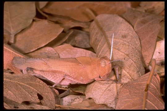 Tomonotus ferruginosus Caudell 1905 resmi