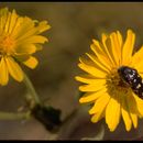 Acmaeodera resmi