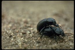 Image of leaf beetles