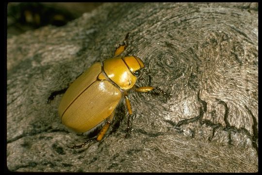 Image of goldsmith beetle