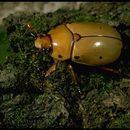 Image of Precious Metal Scarabs