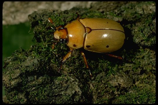 Sivun Pelidnota punctata (Linnaeus 1758) kuva