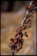 Image of Convergent Lady Beetle