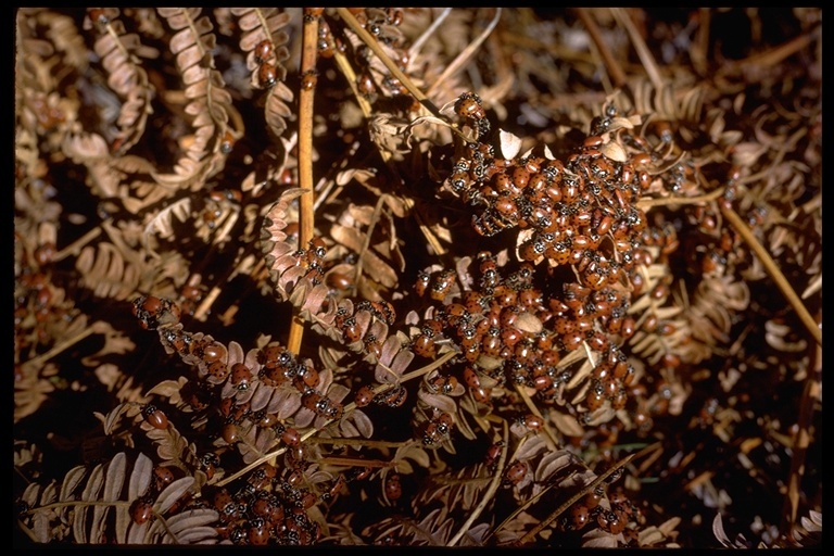 Image of Convergent Lady Beetle