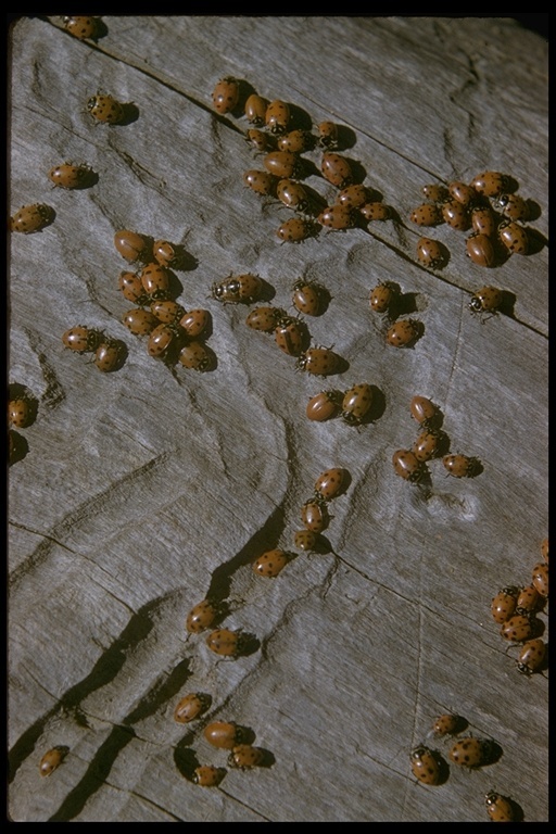 Sivun Hippodamia convergens Guérin-Méneville 1842 kuva