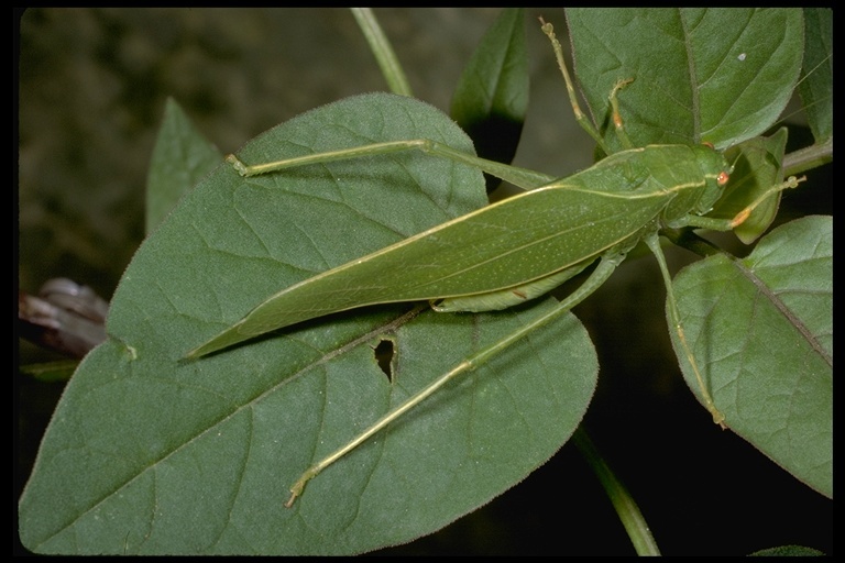 Image of grasshoppers and relatives