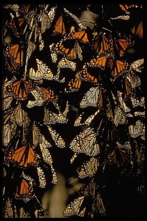 Image of Monarch