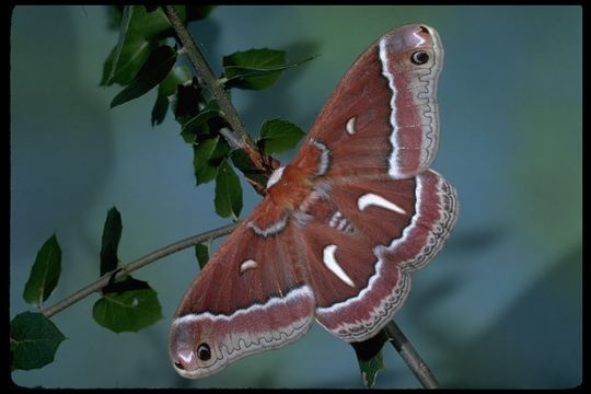 Image of Ceanothus Silkmoth