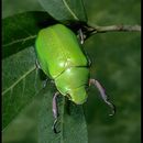 Imagem de Chrysina